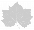 Sycamore leaf decoration