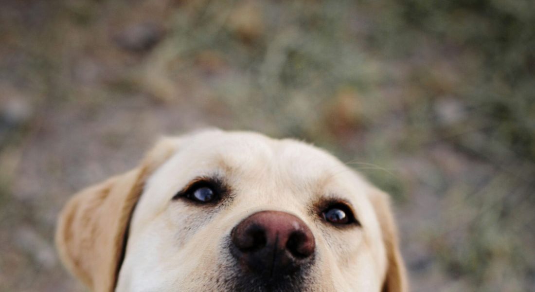225 Sycamore Happy dog smiling