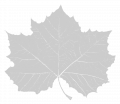 Sycamore leaf decoration